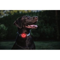 Coast baglygte til pandelygter og hjelm